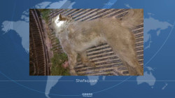 جرحى بينهم طفلة بعد صراع مع ذئب مفترس اقتحم قرية جنوبي العراق