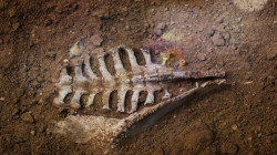 تعرّف على "الغداء الأخير" لديناصور عاش قبل 120 مليون عام