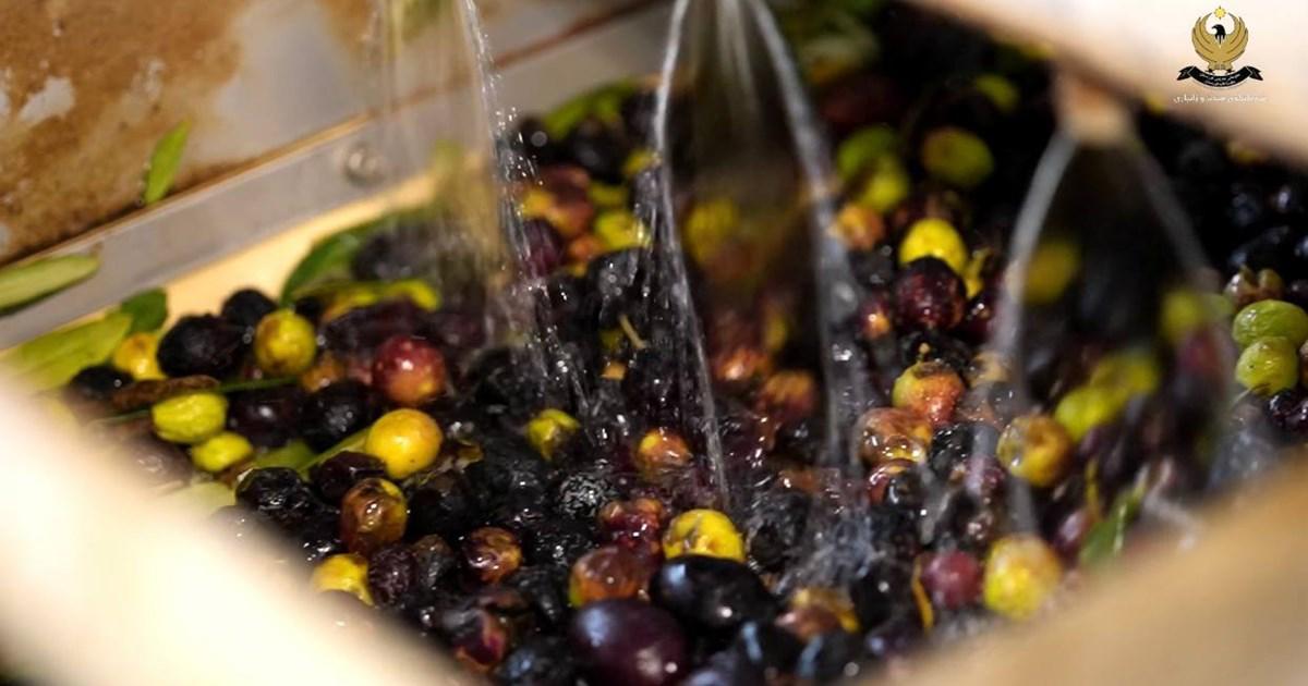 إقليم كوردستان يزيد طاقته الإنتاجية من زيت الزيتون إلى ۱۱۰ أطنان يومياً