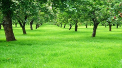 باخ بی گوڵ