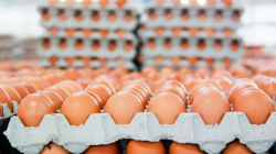 ذي قار تصارح الأهالي بسبب ارتفاع أسعار بيض المائدة
