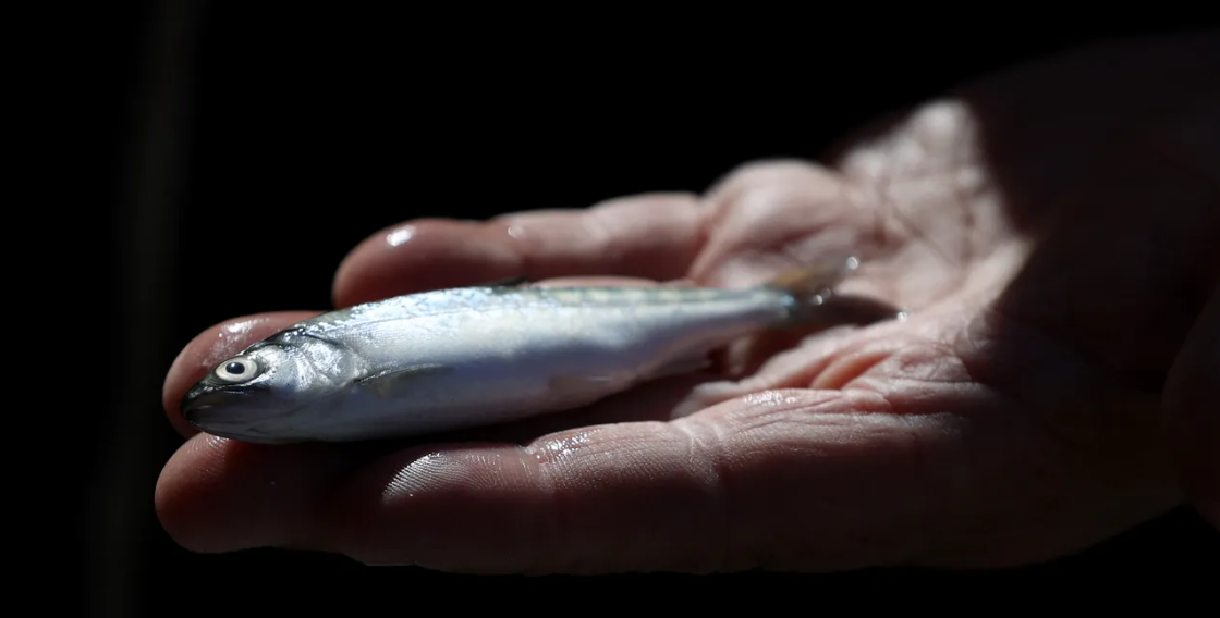 تناول سمكة نهرية بأميركا يعادل شرب مياه ملوثة لمدة شهر