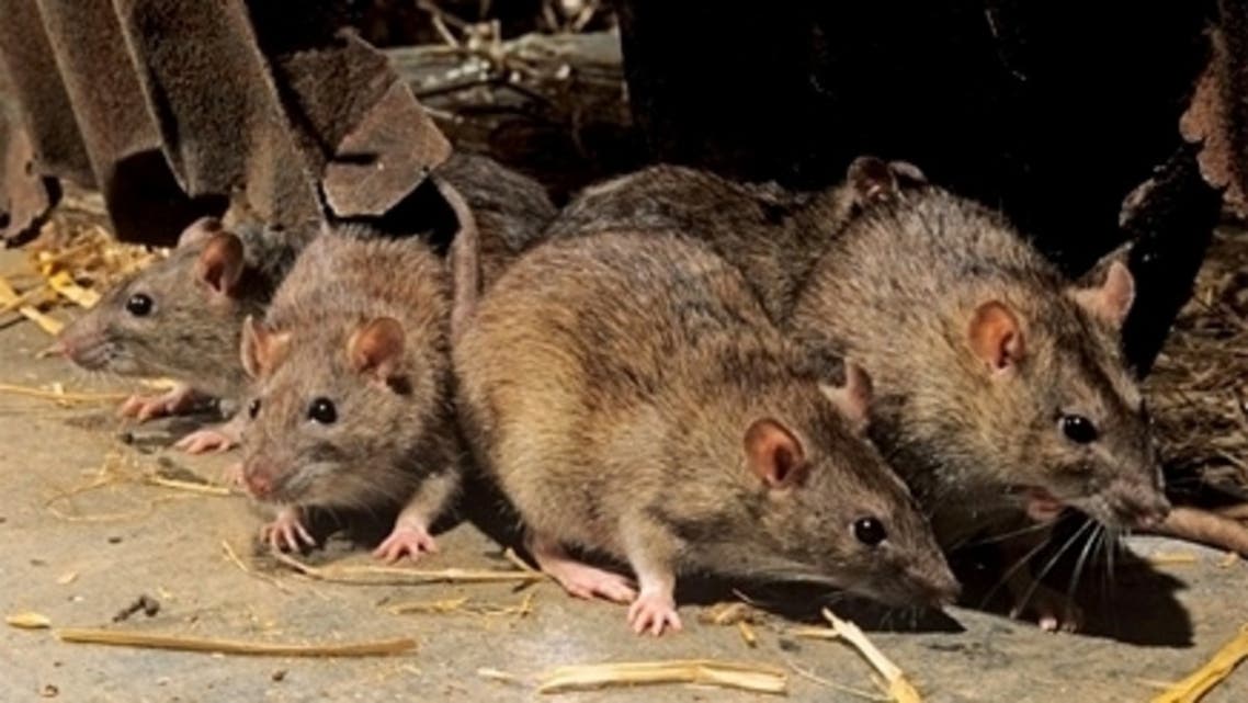 مرصد بيئي يحدد أكثر المناطق انتشارا للفئران ببغداد ويؤشر تغييراً بسلوكها وحجمها