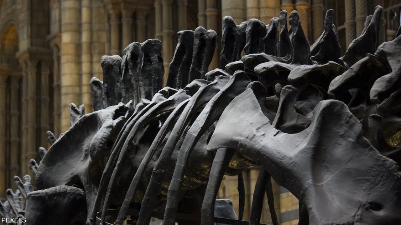 اكتشاف نوعاً جديداً من الديناصورات لها أكثر من 400 سن