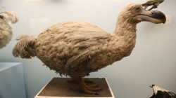 الحمض النووي يعيد طائراً منقرضاً منذ قرون للحياة