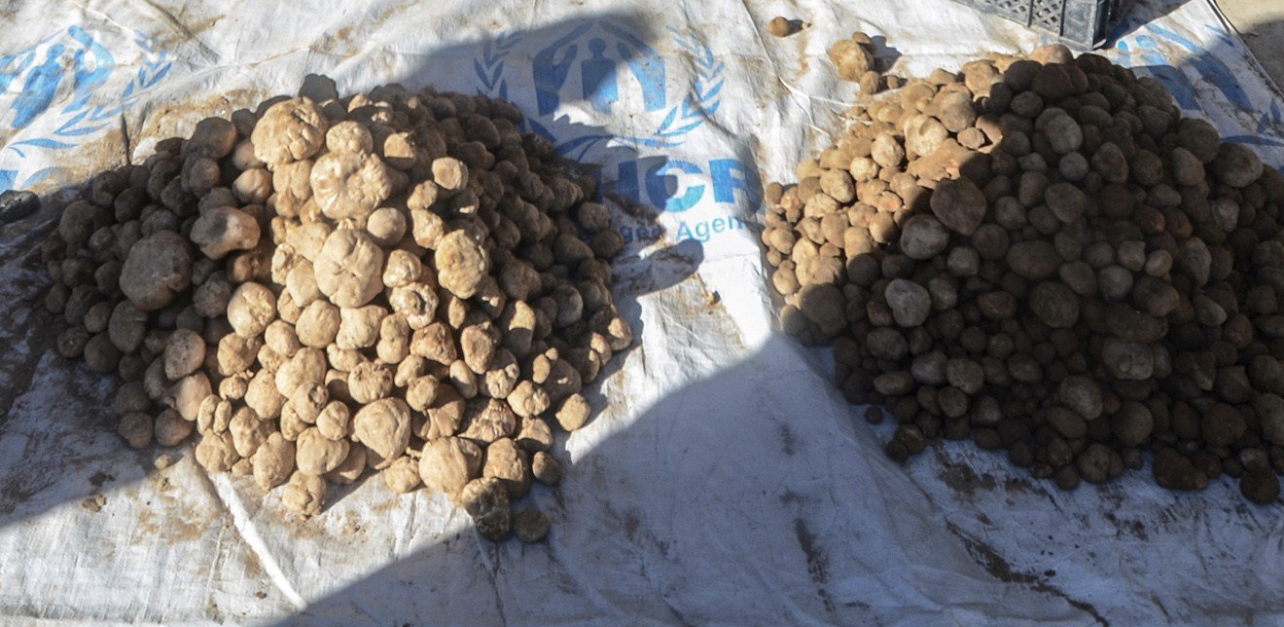 ISIS mines kill ten truffle hunters in Syria