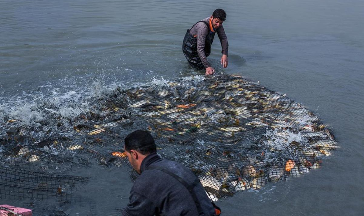 كرميان تحظر صيد الاسماك ثلاثة أشهر بسبب موسم التكاثر