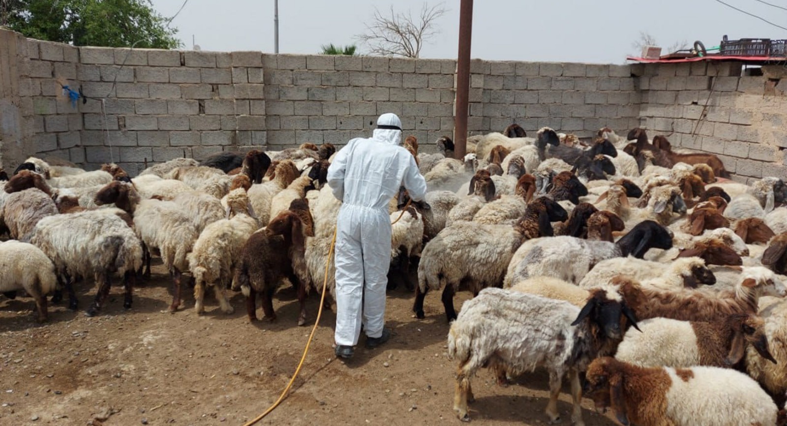 "غياب الدعم الحكومي والتهريب" يتسببان بهجرة جماعية لمربي الحيوانات في صلاح الدين