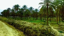الزراعة العراقية تكشف عن 625 صنفاً من التمور وتذهب باتجاه "الزراعة العمودية" للنخيل