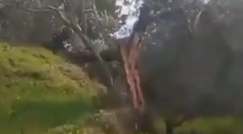 مشهد صادم.. زلزال تركيا يشطر شجرة زيتون معمرة لنصفين (فيديو)