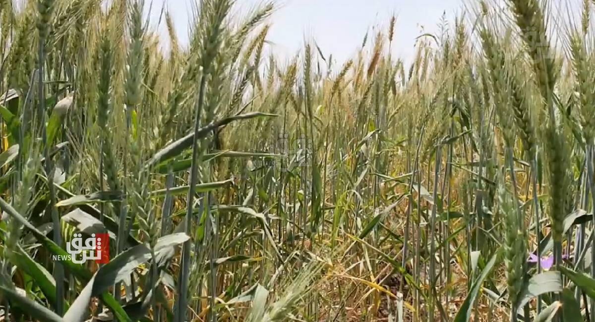 بغداد تشتري محصول القمح من فلاحي الإقليم بـ850 الف دينار للطن الواحد