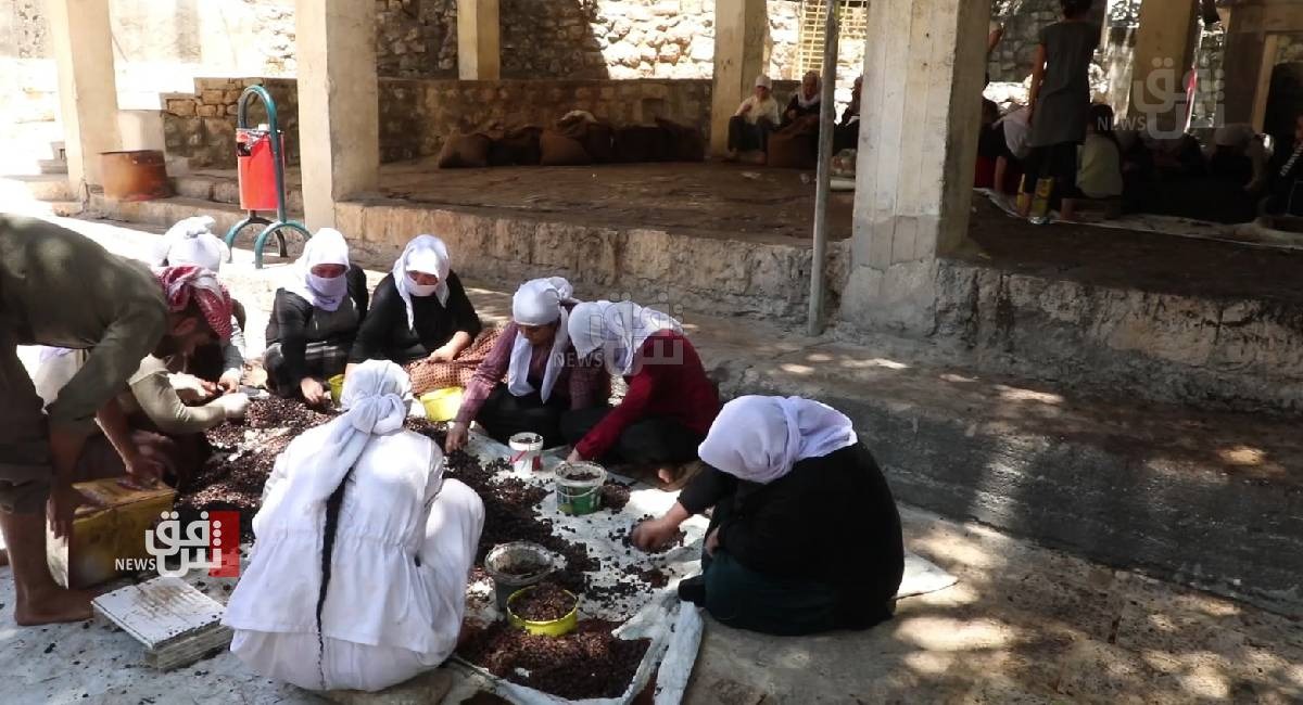 Sheikan Olive Harvest Festival Kicks Off in Iraq