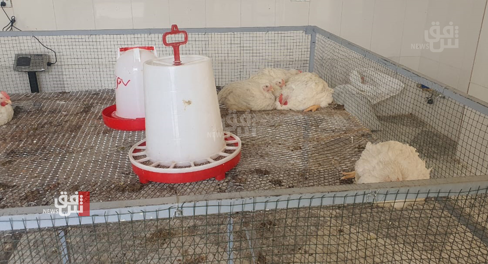 ارتفاع سعر الدجاج في اسواق السليمانية