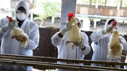 الصين تسجل أول وفاة بشرية بمتحور جديد من أنفلونزا الطيور
