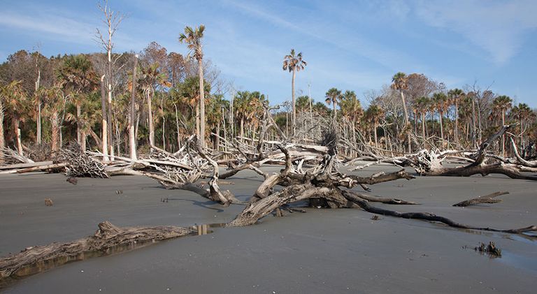“Ghost forests” along U.S. coasts are a haunting indicator of climate change