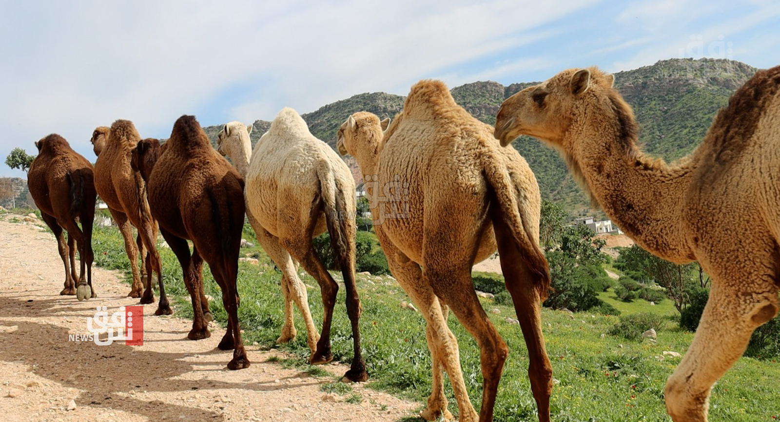 Nomadic camel herders adapt to a new environment in the Kurdistan region Amid climate challenges
