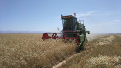 بين خانقين وكرميان.. زراعة كوردستان تبدأ حصاد القمح