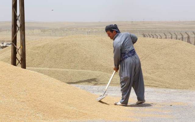 تجارة كوردستان تؤجل موعد تسلم القمح من المزارعين بسبب خلل فني في بغداد