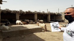 ديالى تسجل خامس اصابة بالحمى النزفية خلال العام الحالي