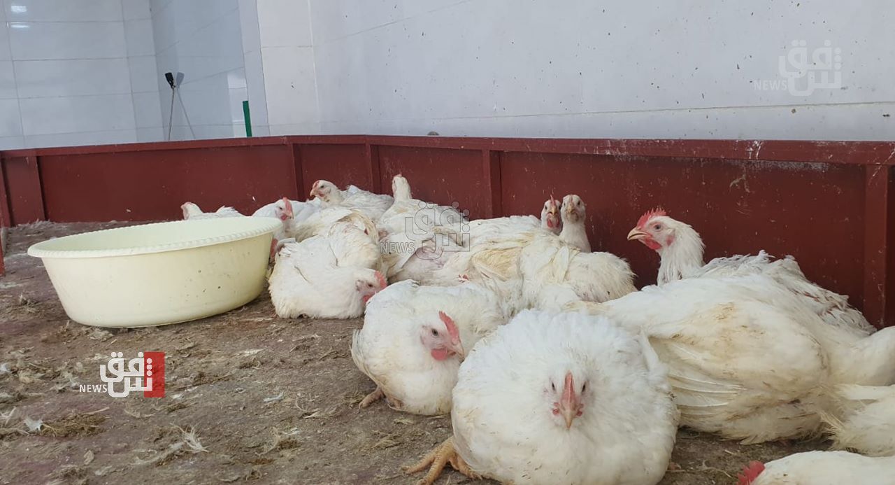 إرتفاع أسعار لحوم الدجاج الحي في إقليم كوردستان
