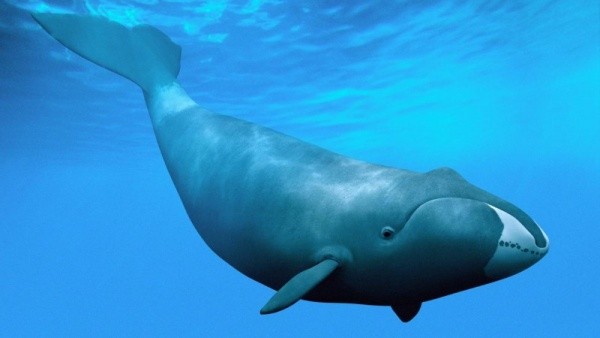 الحوت المقوس المقاوم للسرطان قد يفتح الطريق أمام طول عمر الإنسان