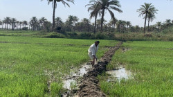 محافظة عراقية تحذر من "كارثة" وهجرة من الريف الى المدينة بسبب إجراء حكومي