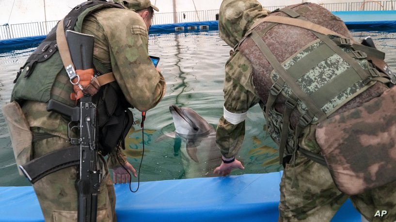 غادرته منذ الحرب العالمية الثانية.. موسكو تعود لتدريب الدلافين على مهمات عسكرية بحرب أوكرانيا