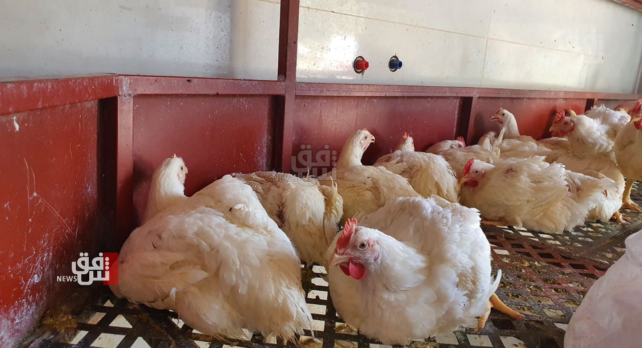 السليمانية تنتج أربعة أضعاف الحاجة المحلية من الدجاج والأسعار تشهد استقرارا قبيل العيد