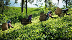 بڕیارە سریلانکا لەمانگ ئایندەو دەسبکەێد وە کلکردن چای ئەرا ئیران