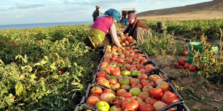 مصر تحقق طفرة في صادراتها الزراعية