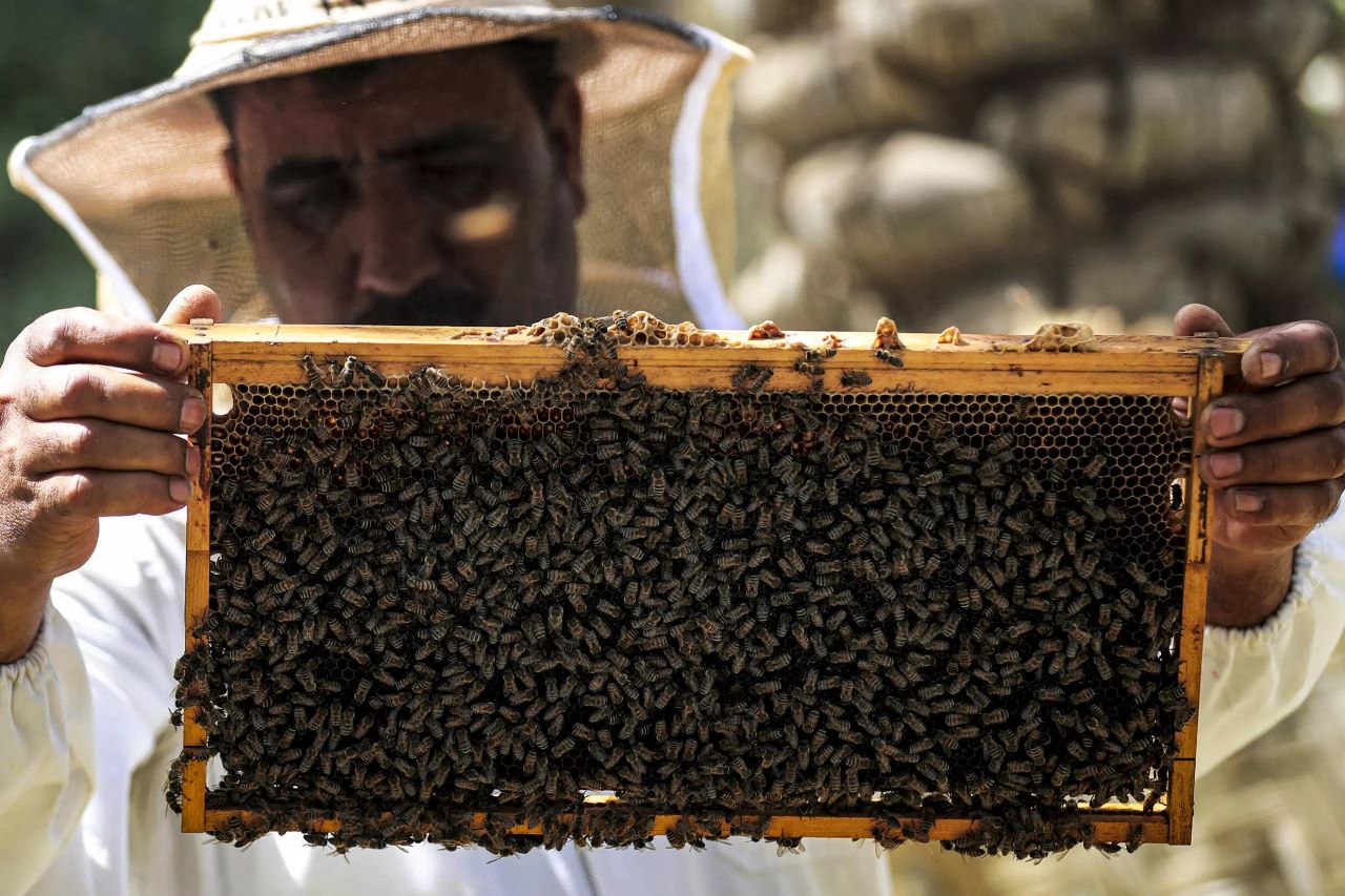 النحل العراقي يتحدى الجفاف والعواصف الترابية ويواصل إنتاج العسل