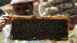 البصرة تسجل ارتفاعاً في زيادة إنتاج العسل خلال العام الحالي