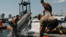 دمرت الألغام ومسحت مئات الأميال.. هكذا ساعدت "الدلافين العسكرية" امريكا في غزو العراق