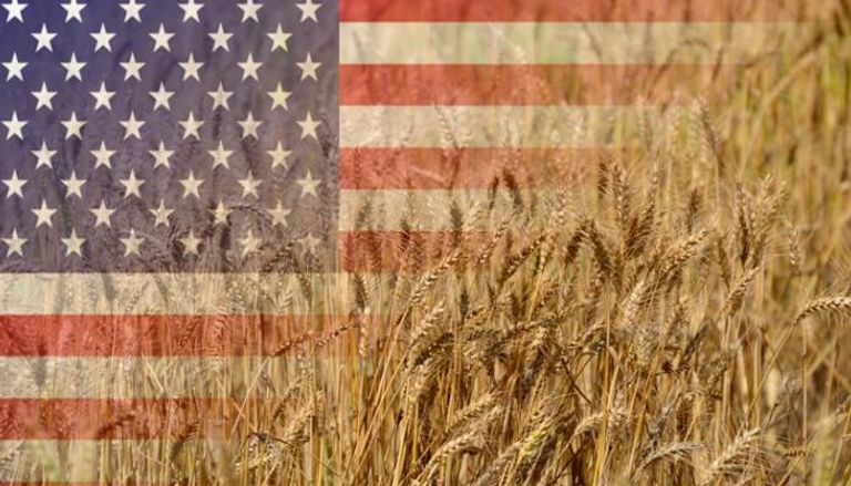 عقود القمح في الولايات المتحدة تسجل أعلى مستوياتها