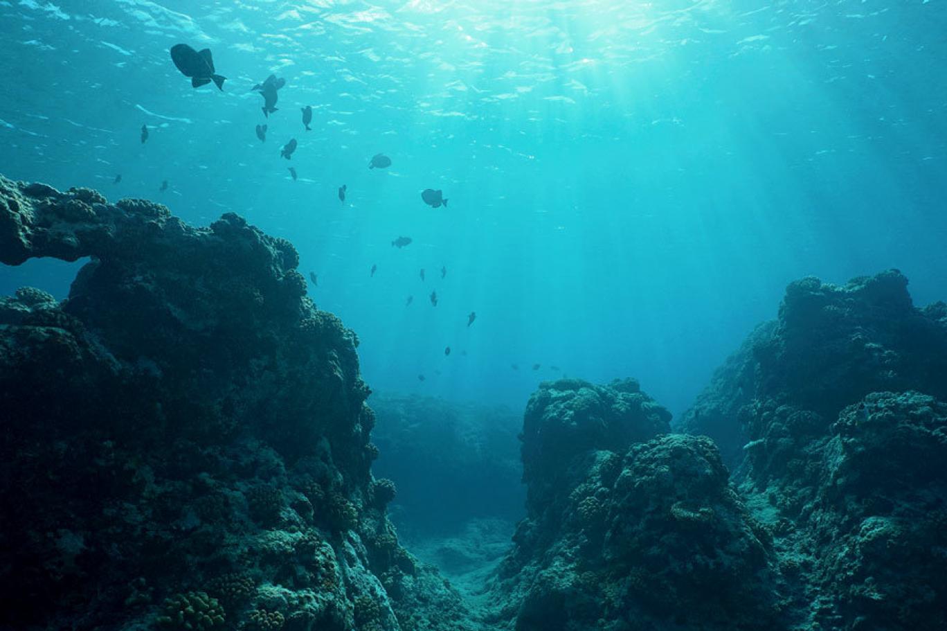 اكتشاف نظام بيئي جديد يختبئ تحت قاع البحر ومخاوف من "ازعاجه"