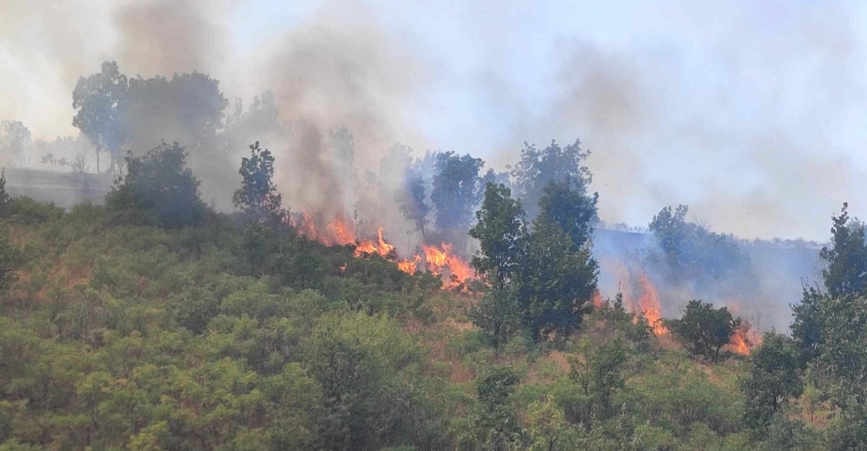 Wildfires engulf over 1000 dunams of natural land in al-Sulaymaniyah