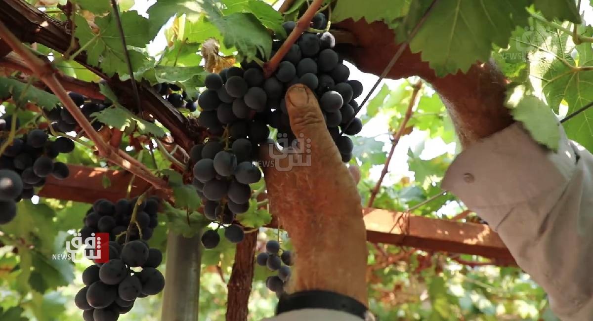 Duhok's grape production suffers major setback due to unfavorable weather conditions