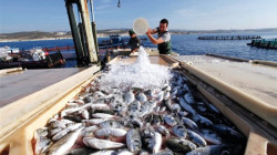 أسعار السمك ترتفع بالتزامن مع ردم أكثر من 270 حوضا في كركوك
