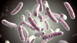 "الفيالقة".. بكتيريا قاتلة تنتقل عبر زراعة أعضاء من أجساد متوفين