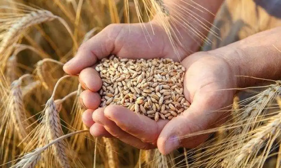العراق يعلن اكتفاءً ذاتياً من القمح والمواد الغذائية لستة أشهر