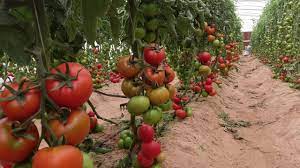أكثر من 700 ألف طن.. العراق بالمرتبة السادسة بين الدول العربية المنتجة للطماطم