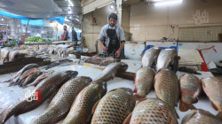 Iraqi Fish Producers Association raises concerns over declining fisheries