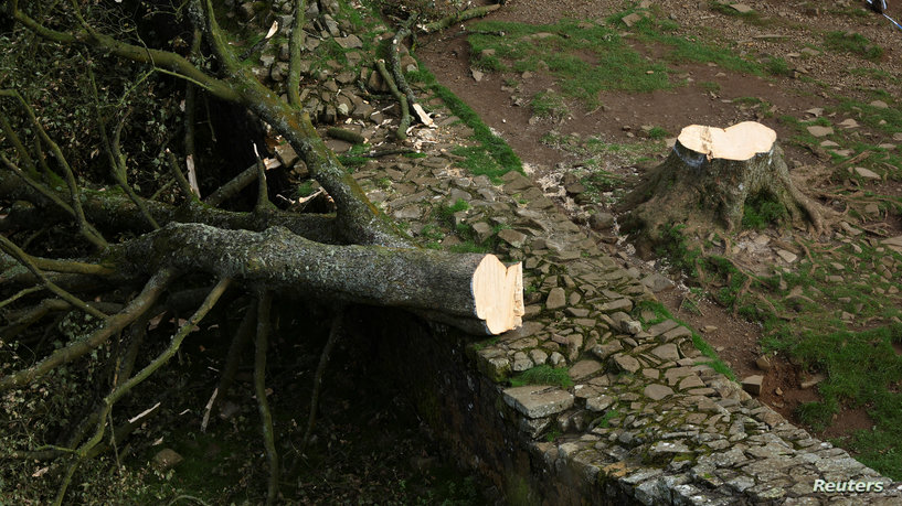 الشرطة البريطانية تلقي القبض على قاطع شجرة "روبن هود"