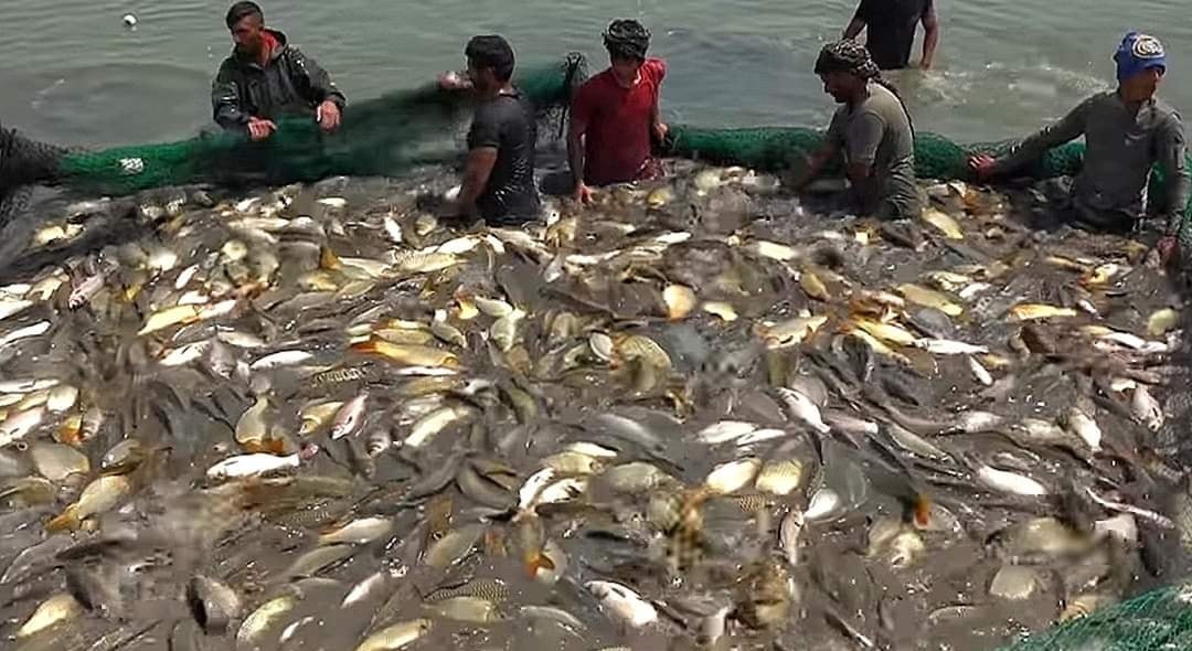 ديالى .. مربو الأسماك يغادرون مهنتهم بسبب الجفاف والحظر