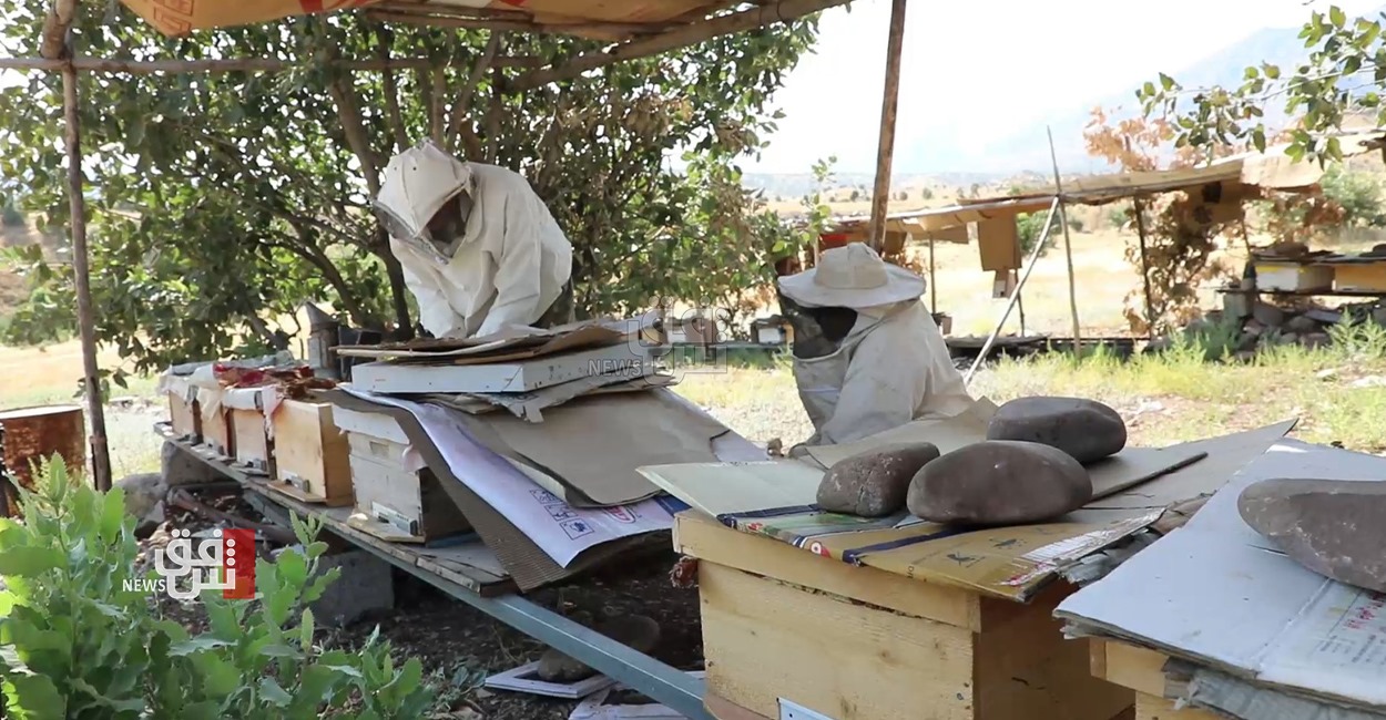 Sharp decline in honey production in Duhok