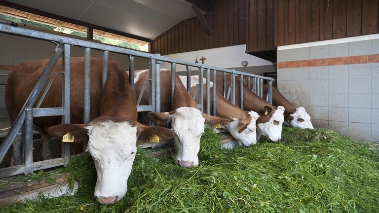 روسيا تبدأ بانتاج كبسولات لزيادة حليب الأبقار