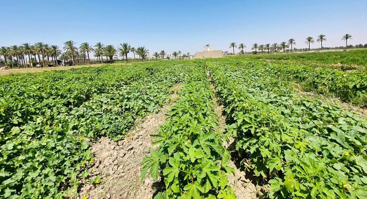 من محافظة مصدِّرة للمحاصيل إلى مستوردة.. تراجع "مخيف" لزراعة الأنبار