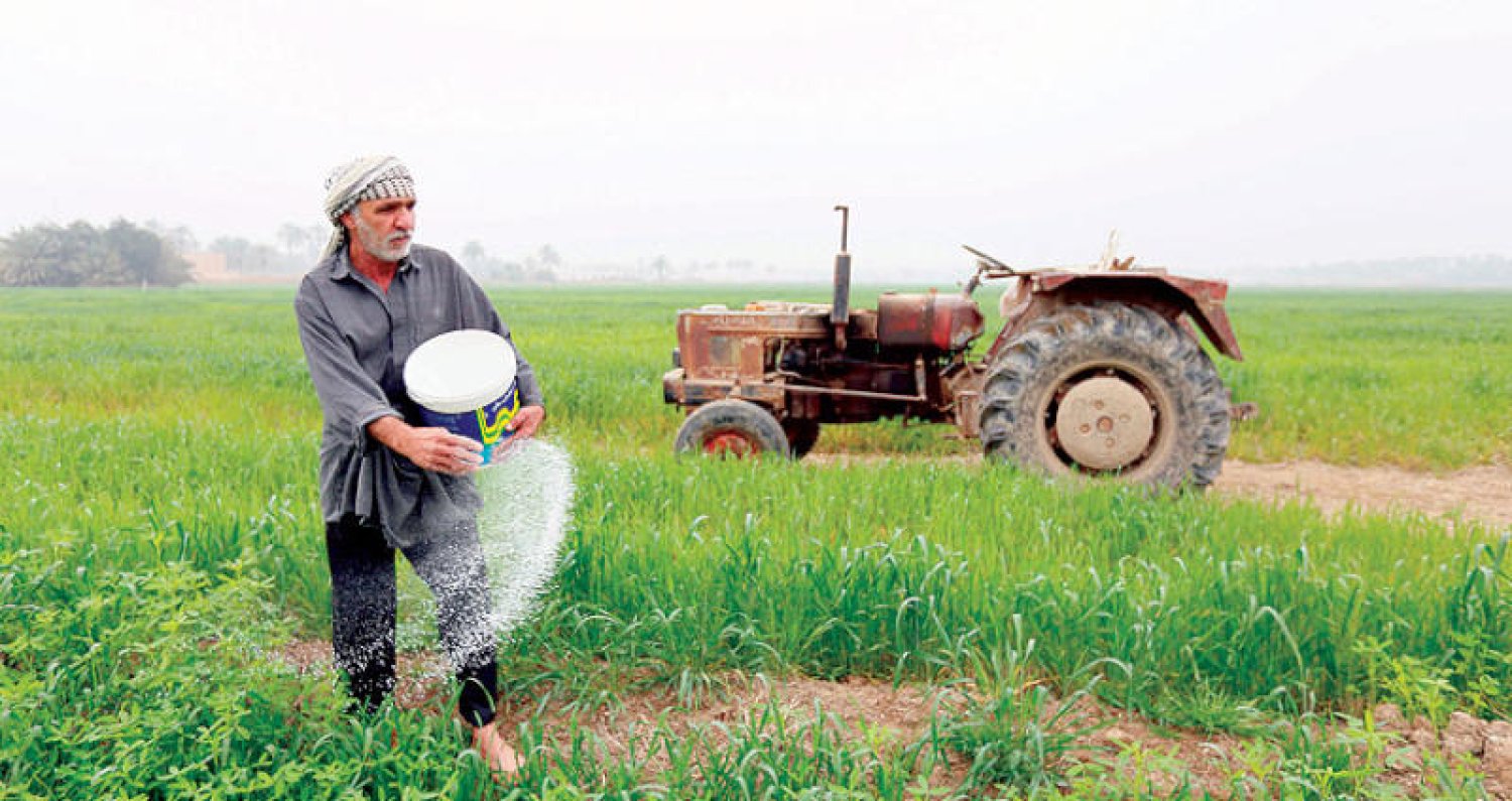 Iraq's amber rice crisis: Dwindling cultivation threatens agricultural livelihoods