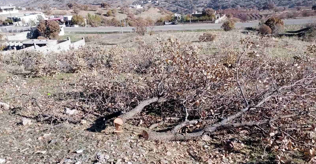 Arrest made for illegal tree cutting in al-Sulaymaniyah, KRI