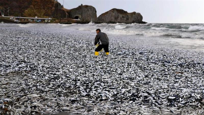 چیرووک فەوتیان ملیۆنا ماسی لە ژاپۆن